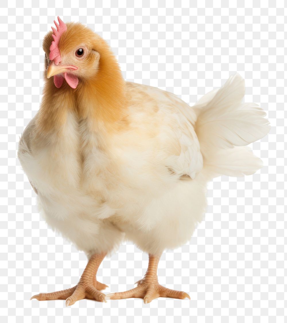 PNG Rooster poultry chicken animal. AI generated Image by rawpixel.