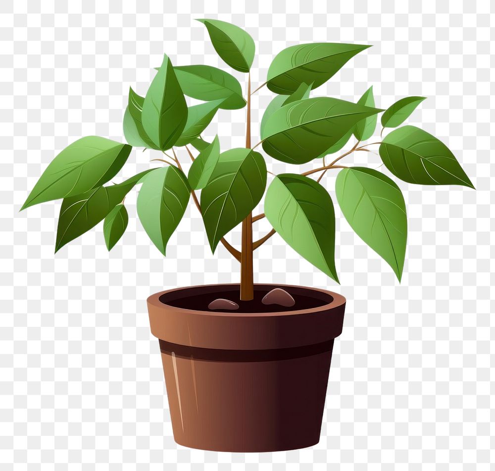 PNG Coffee plant leaf beginnings houseplant. AI generated Image by rawpixel.