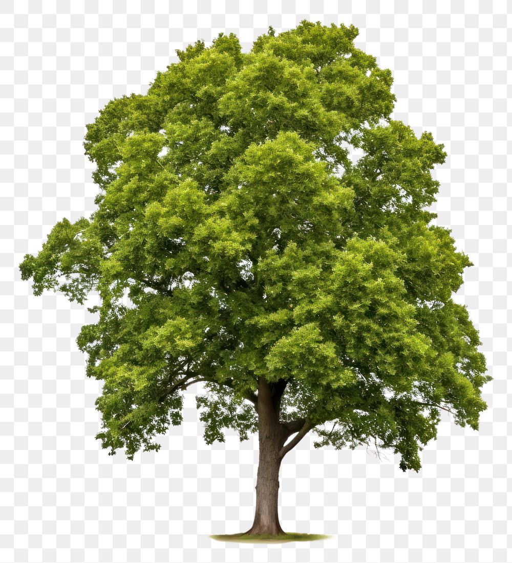 PNG Major oak tree plant white background. AI generated Image by rawpixel.
