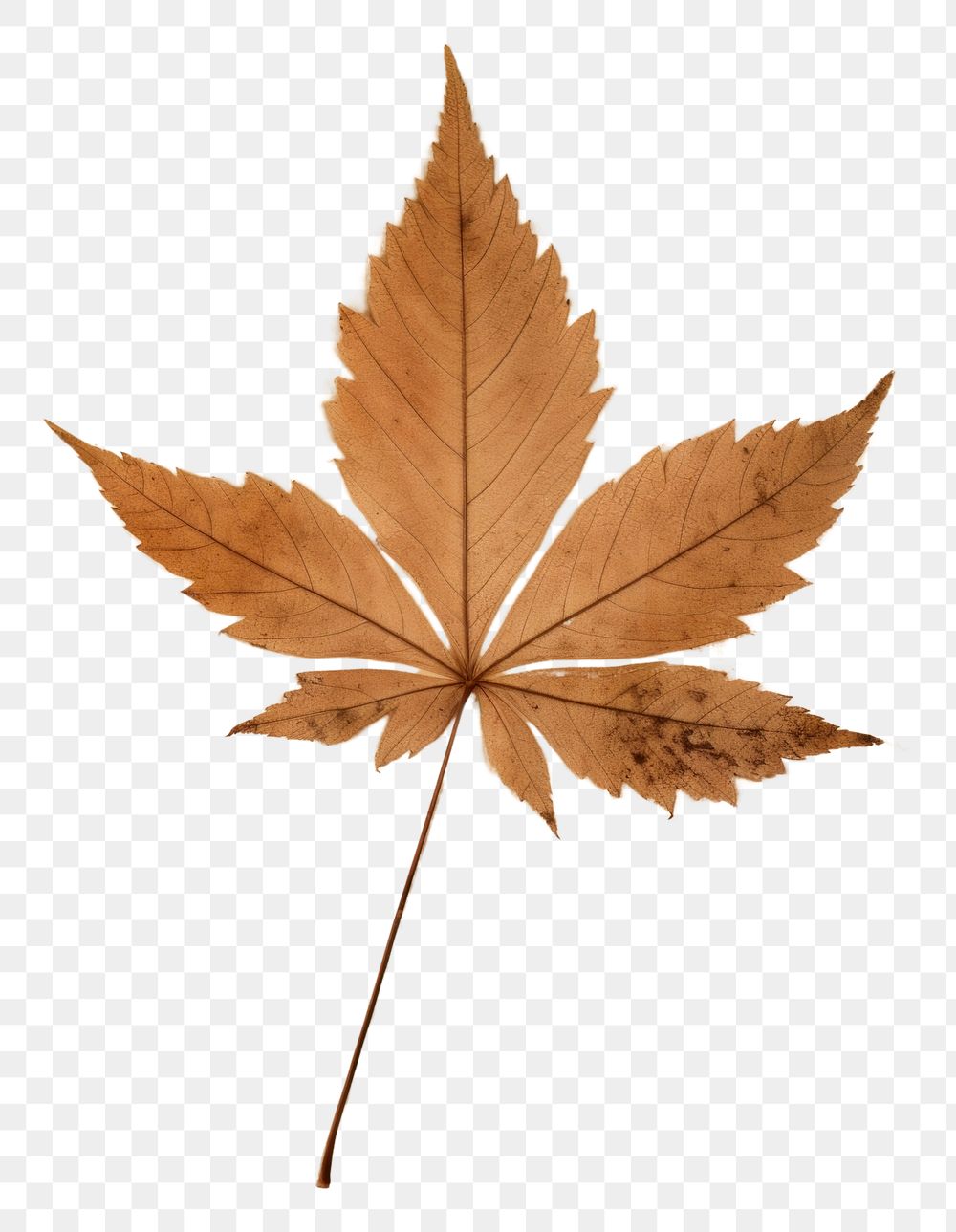 PNG Real pressed a single minimal leaf plant paper tree. 