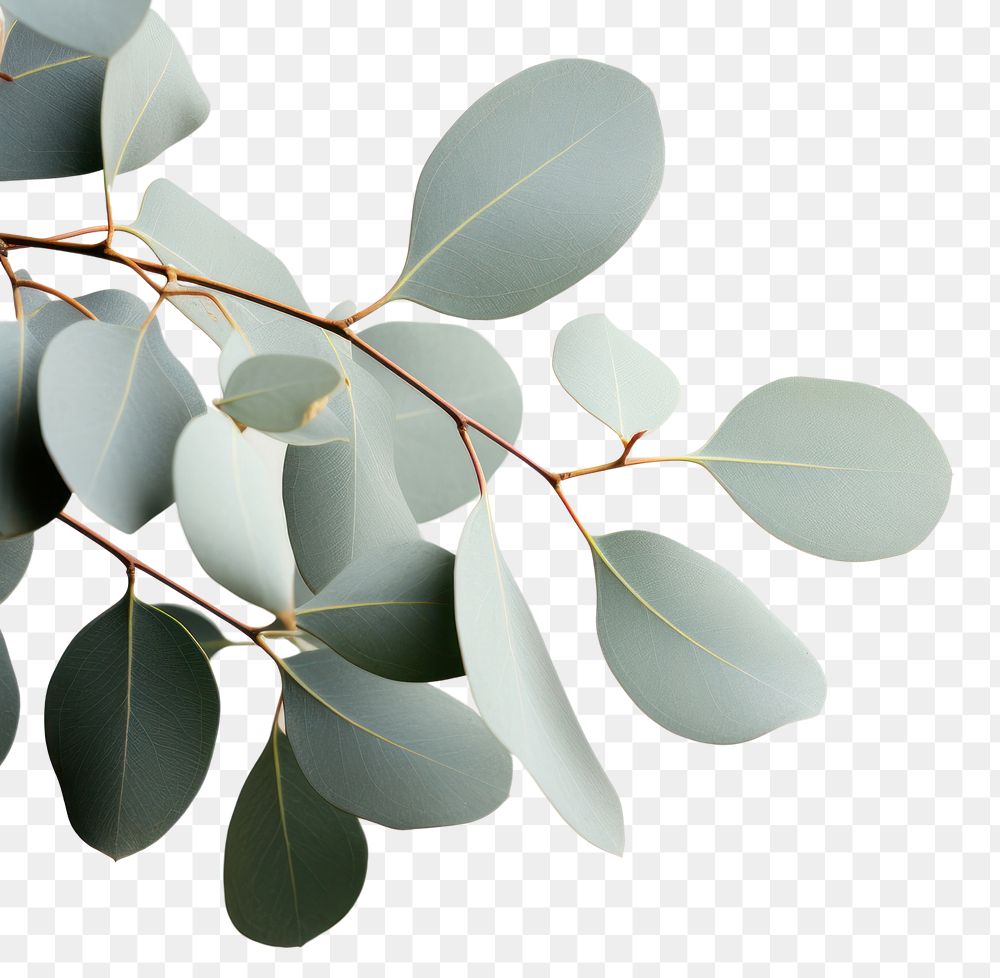 PNG A Eucalyptus plant leaves leaf chandelier branch. AI generated Image by rawpixel.
