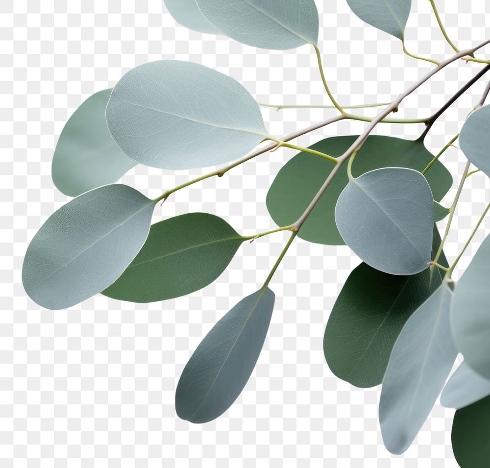 PNG A Eucalyptus plant leaves nature leaf tree. AI generated Image by rawpixel.