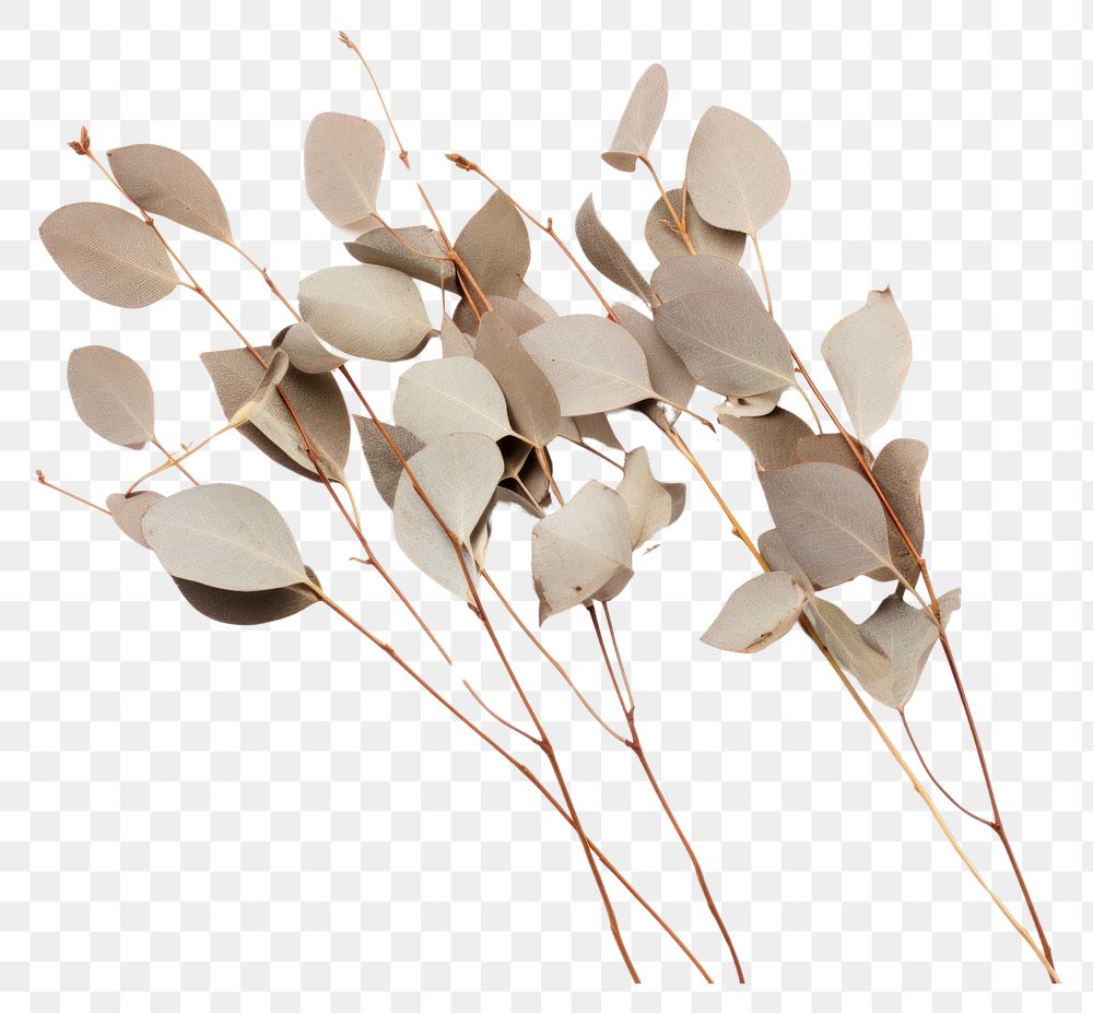 PNG Dried Eucalyptus plant leaf white background. AI generated Image by rawpixel.