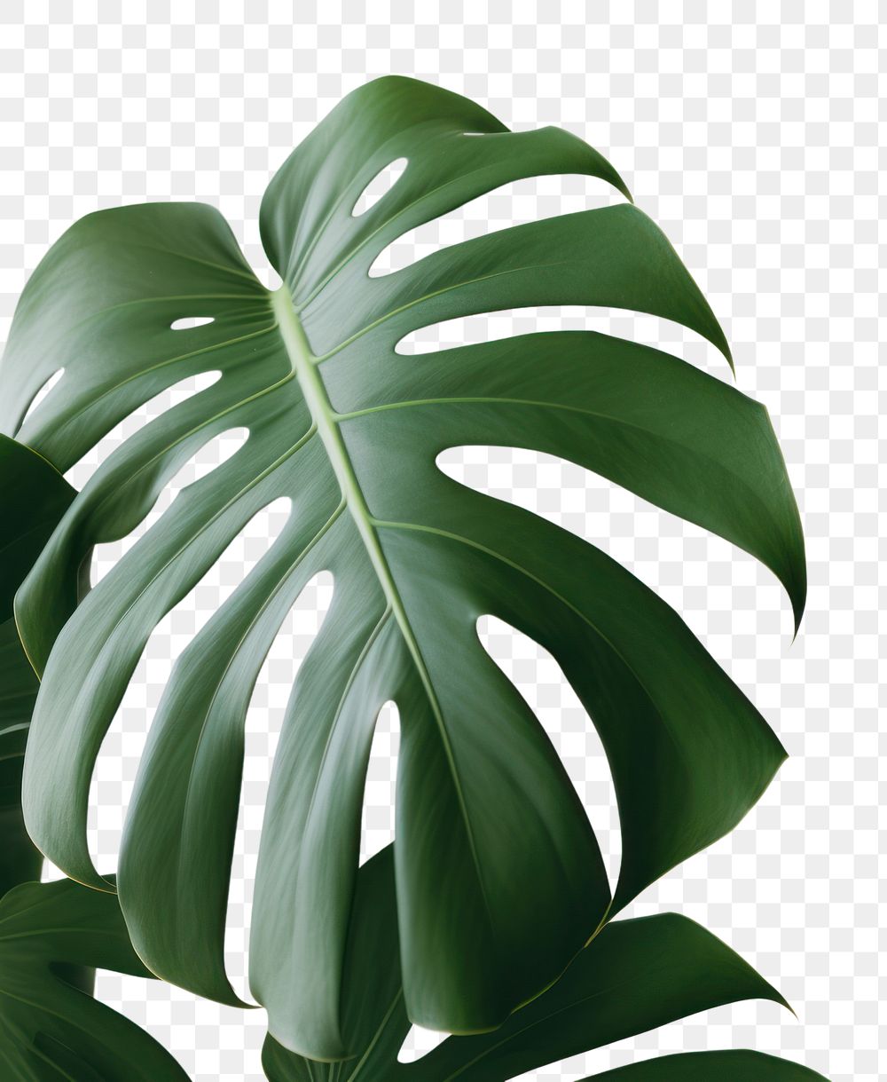 PNG Monstera plant leaf xanthosoma. AI generated Image by rawpixel.