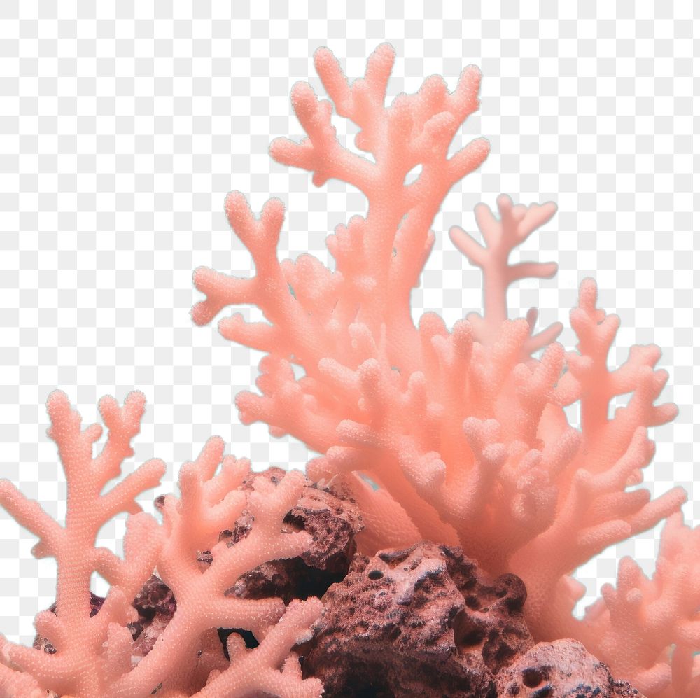 PNG Coral reef underwater outdoors nature. AI generated Image by rawpixel.