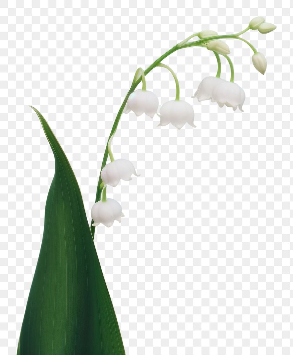 PNG Lily of the valley flower plant petal. AI generated Image by rawpixel.