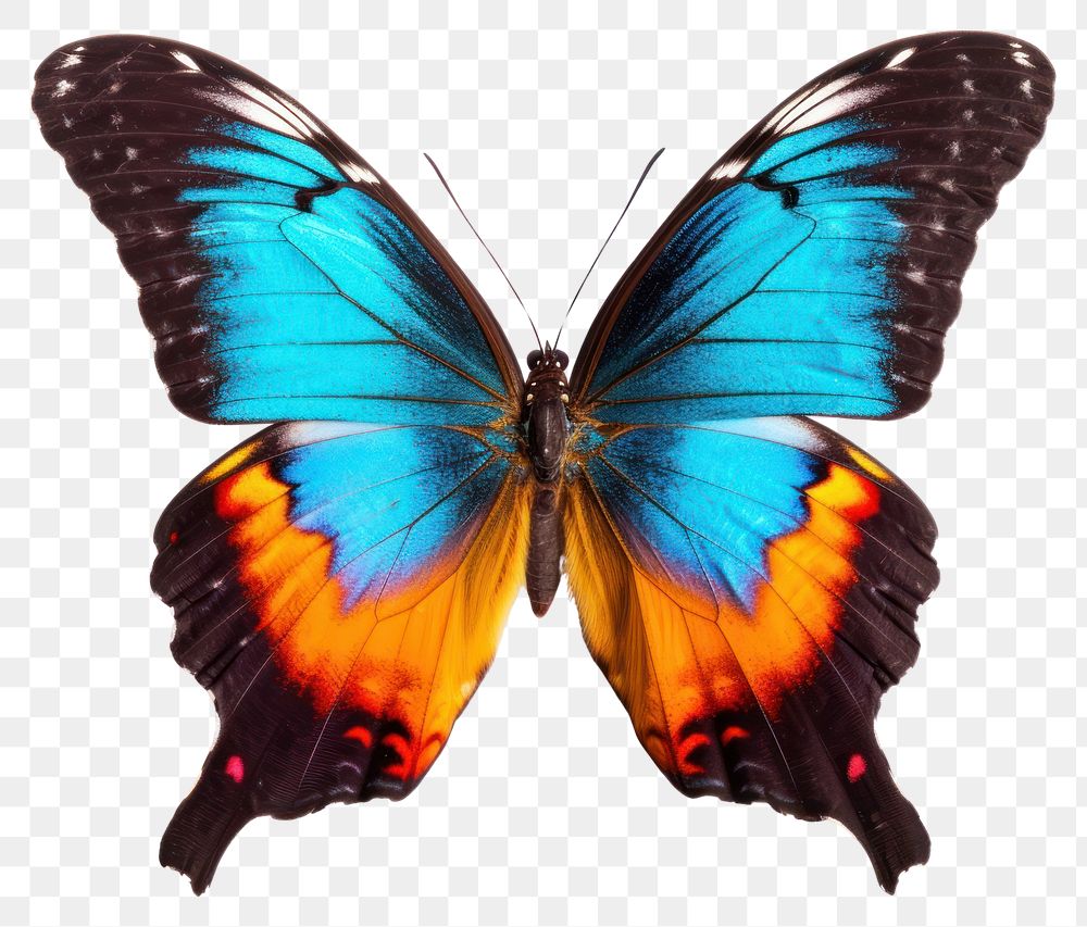 PNG Colorful butterfly animal insect  