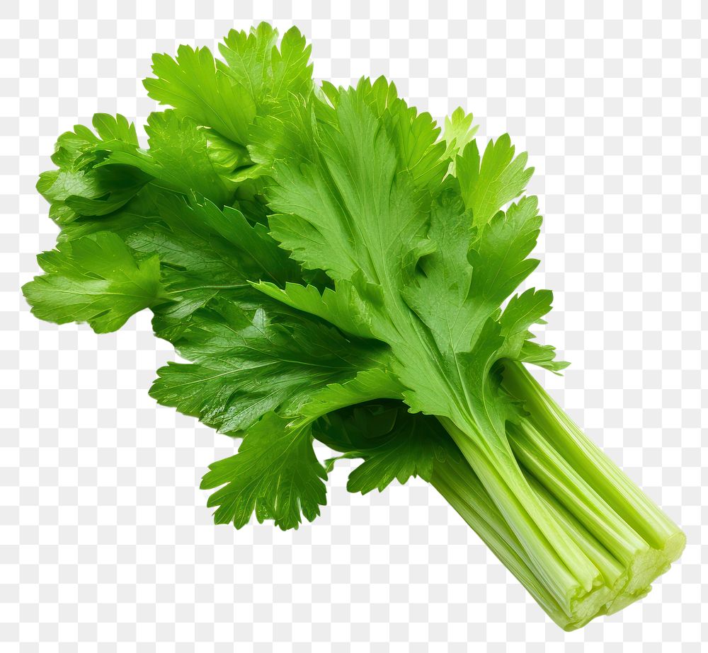 PNG  Celery leaf parsley plant green. AI generated Image by rawpixel.