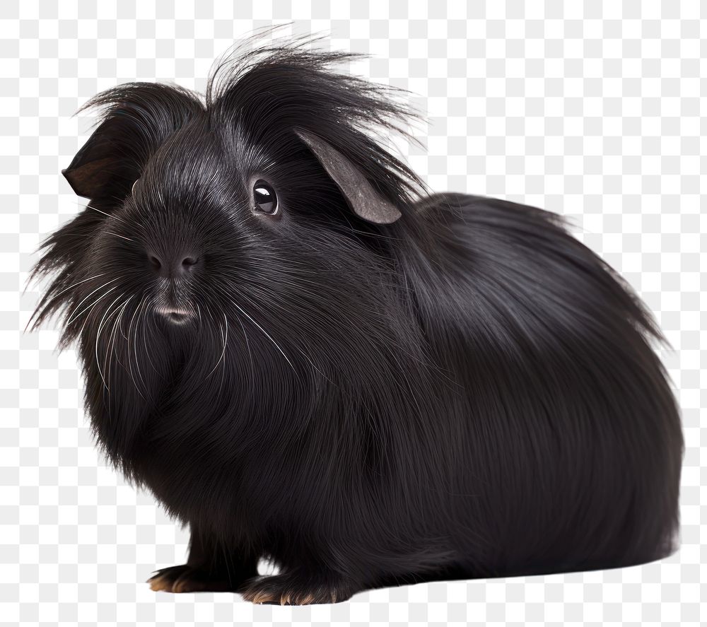 PNG  Peruvian guinea pig mammal animal rodent. AI generated Image by rawpixel.