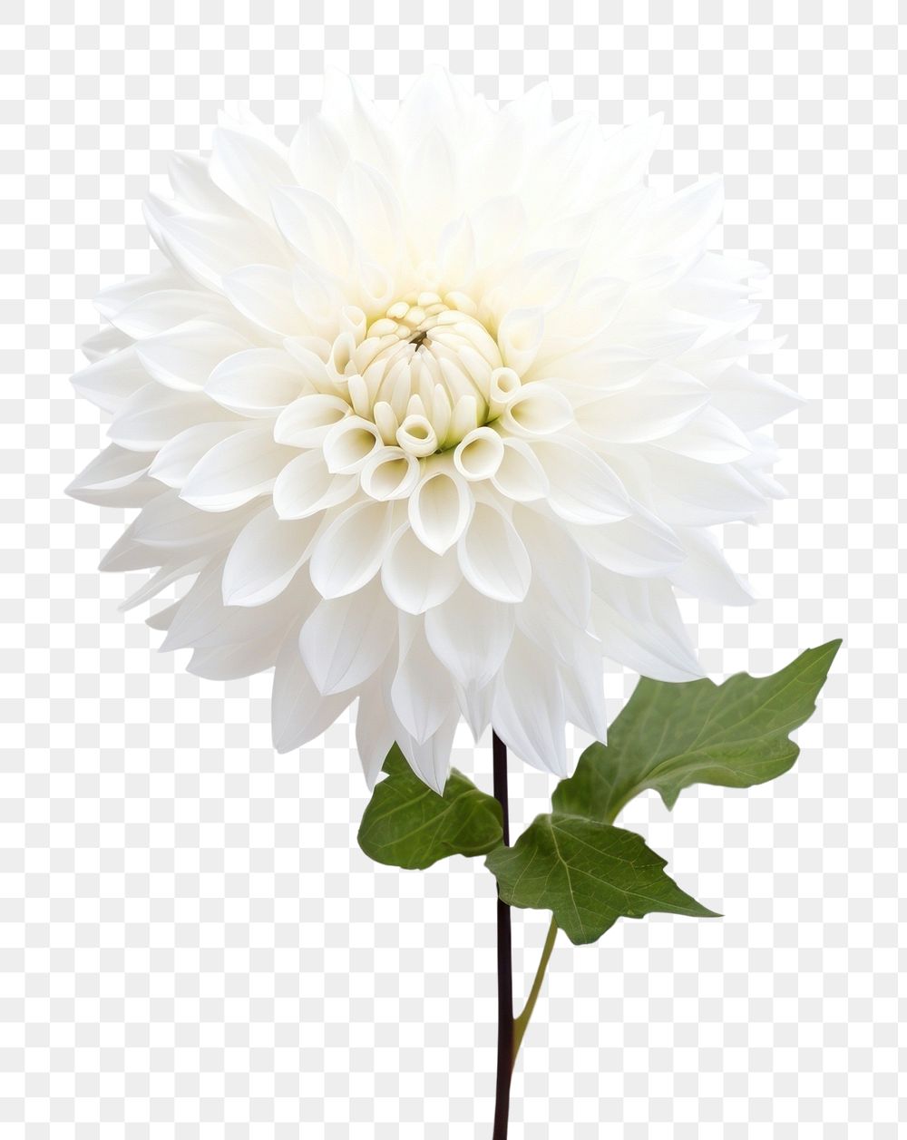 PNG White dahlia flower blossom petal plant. AI generated Image by rawpixel.
