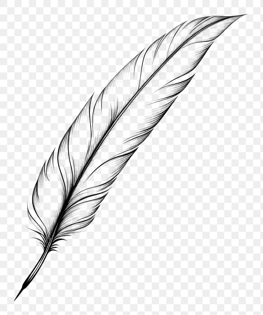 PNG  Feather drawing sketch white. AI generated Image by rawpixel.