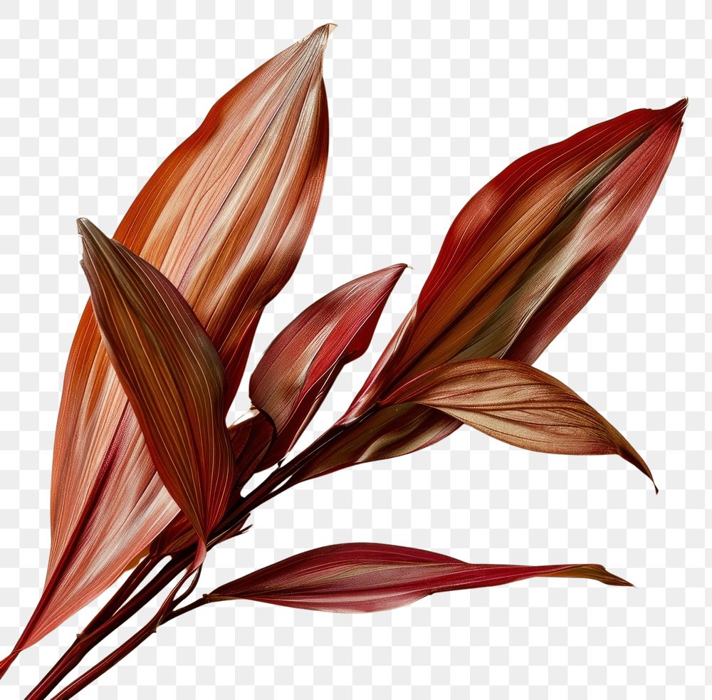 PNG  Cordycep plant petal leaf. AI generated Image by rawpixel.