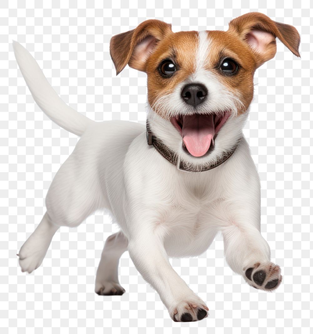 PNG  Jack Russell terrier dog mammal animal. AI generated Image by rawpixel.