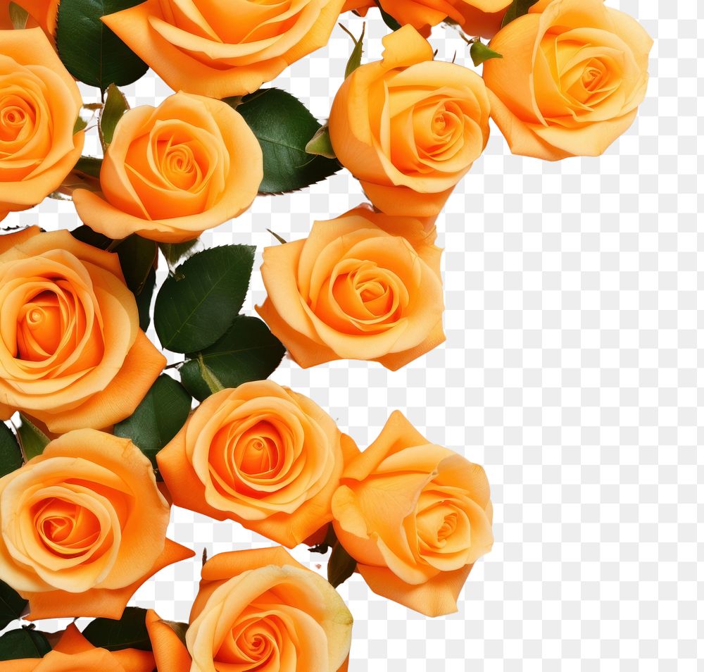 PNG Orange roses flower petal plant. AI generated Image by rawpixel.