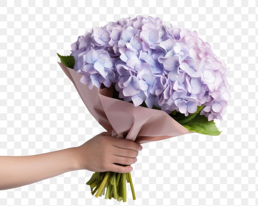 PNG Hand holding luxury Hydrangea flower bouquet hydrangea petal plant. AI generated Image by rawpixel.