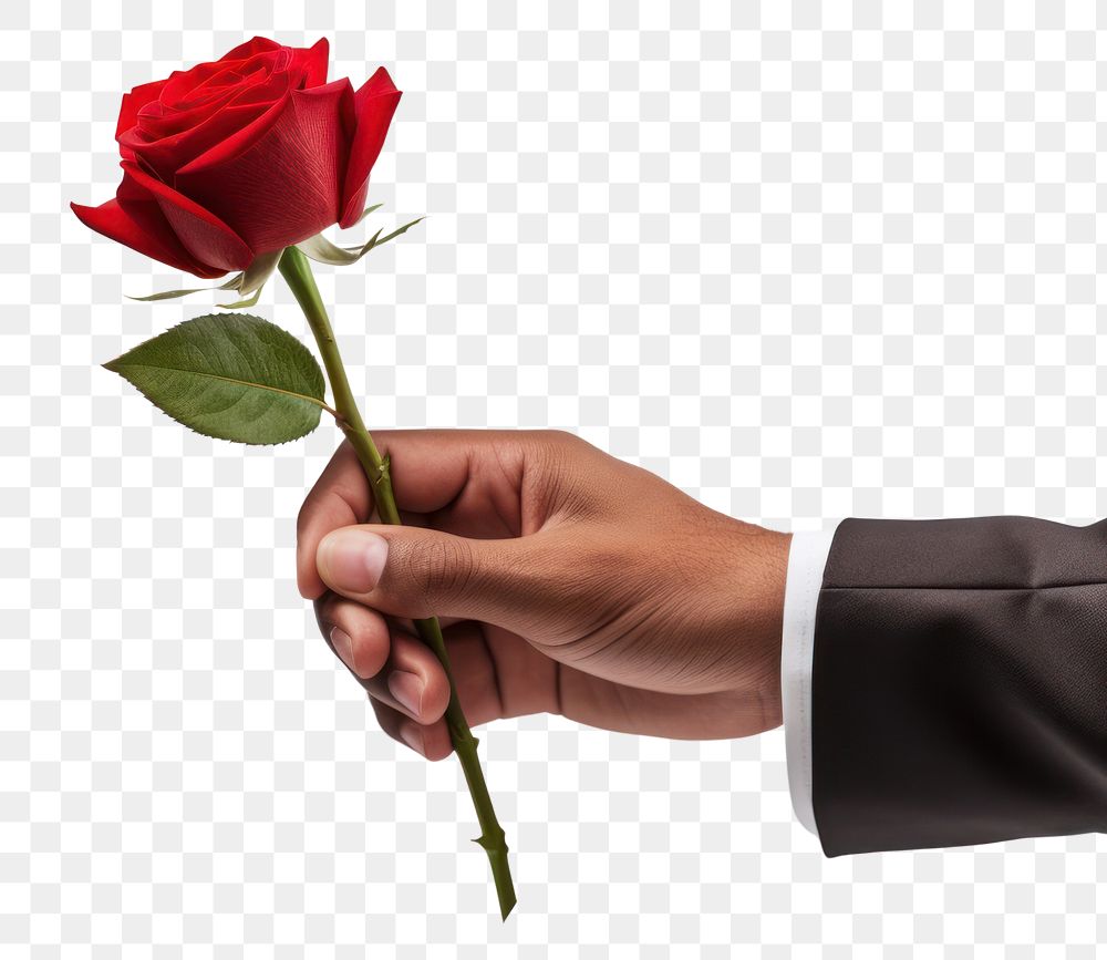 PNG Hand holding red rose flower plant inflorescence. AI generated Image by rawpixel.