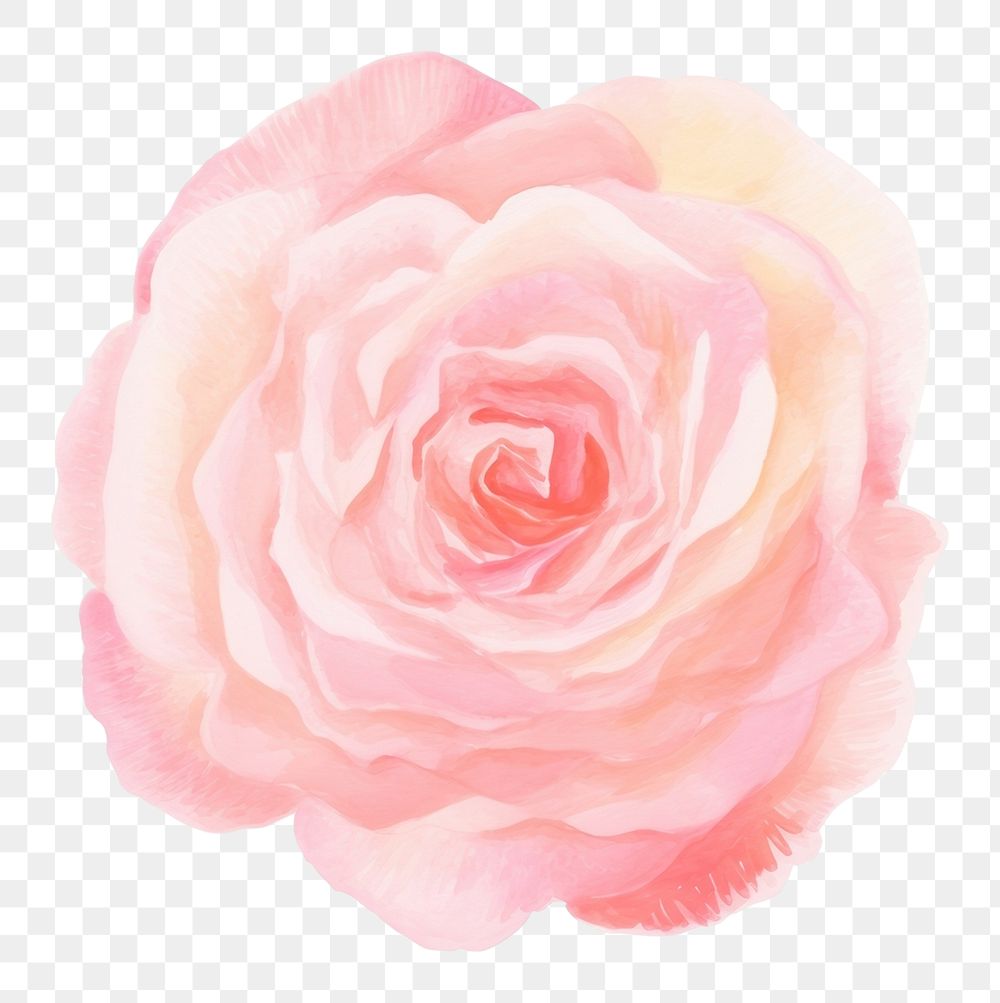 PNG Pink rose flower petal plant. AI generated Image by rawpixel.