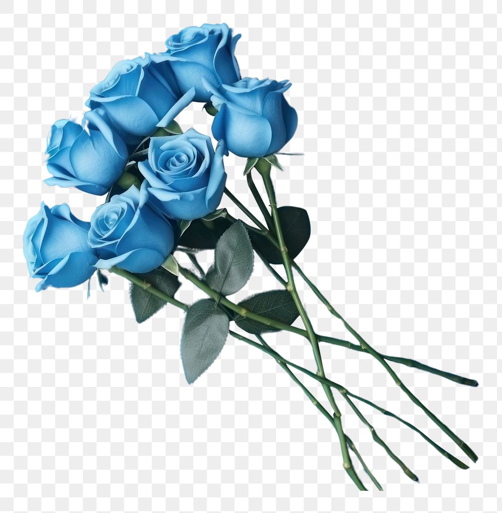 PNG Blue rose bouquet flower plant blue background