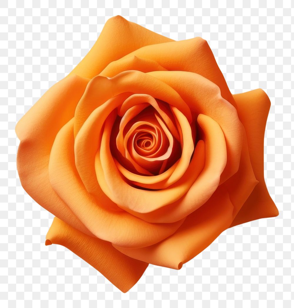 PNG Orange rose flower petal plant. AI generated Image by rawpixel.