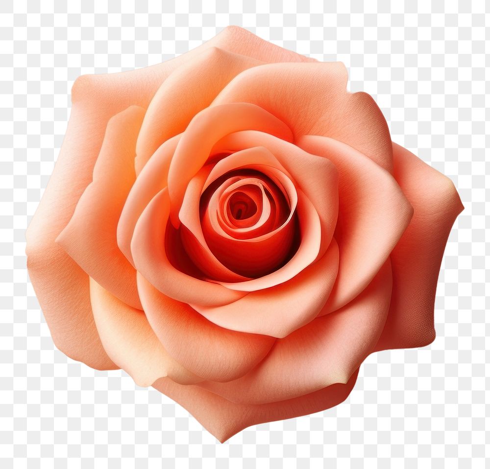 PNG Peach rose flower petal plant. AI generated Image by rawpixel.