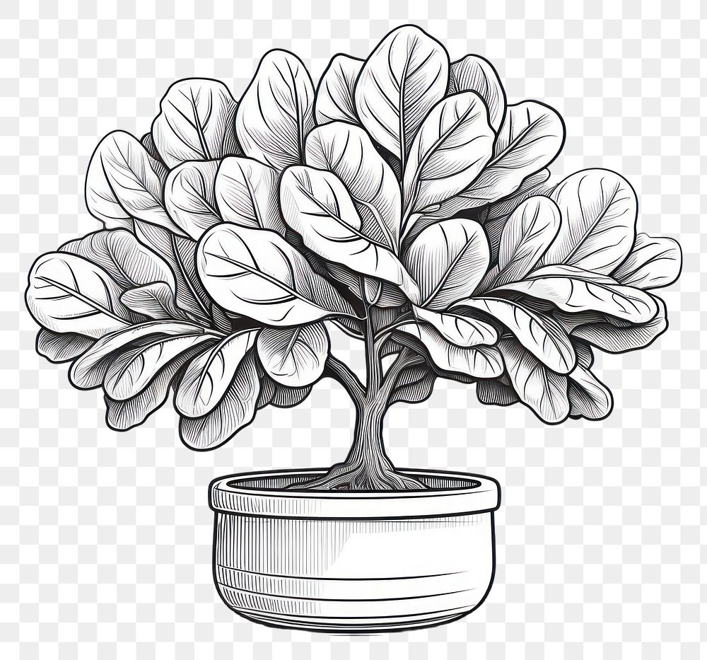 PNG Bonsai drawing sketch doodle. AI generated Image by rawpixel.
