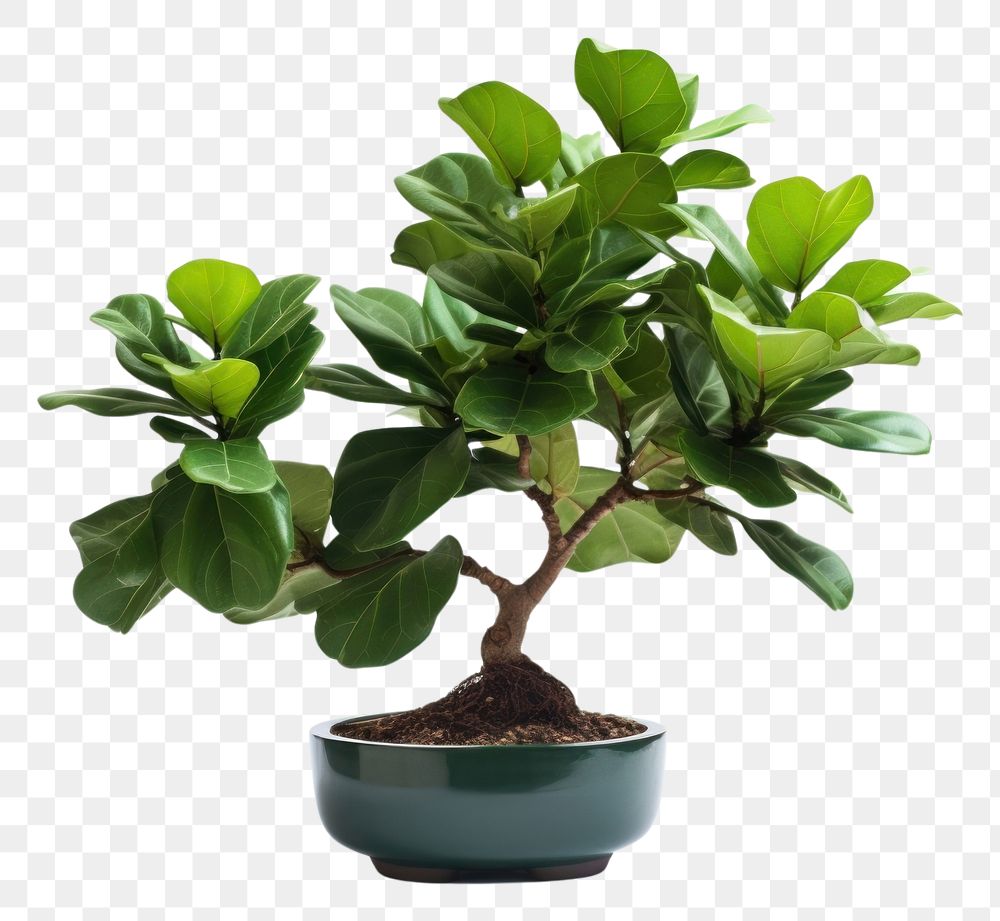 PNG Bonsai leaf plant tree. AI generated Image by rawpixel.