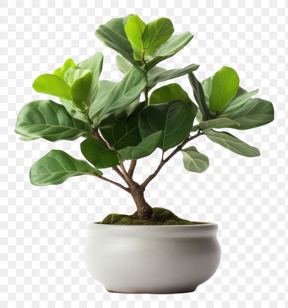 PNG Bonsai leaf plant tree. AI generated Image by rawpixel.