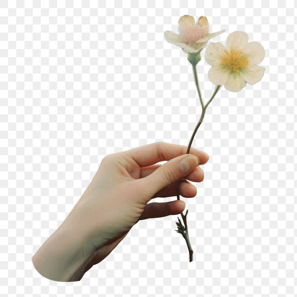 PNG Hand holding a flower in front of hills photography landscape outdoors. 