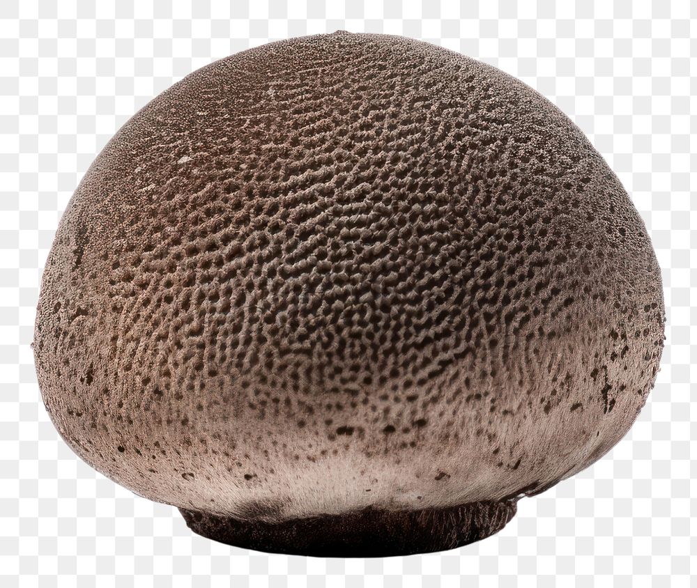 PNG  Truffle mushroom sphere white background simplicity. AI generated Image by rawpixel.