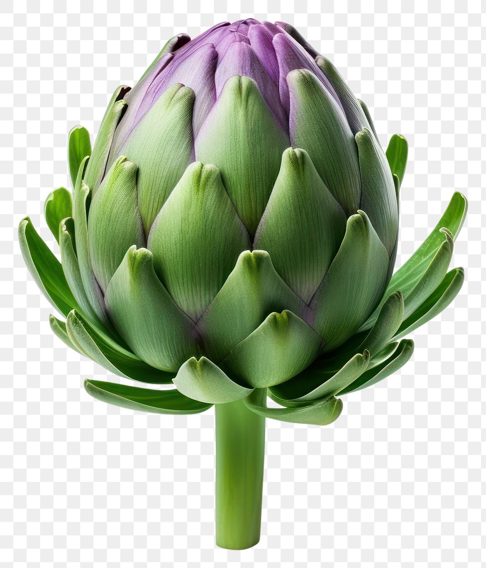 PNG  Artichoke vegetable plant food. AI generated Image by rawpixel.