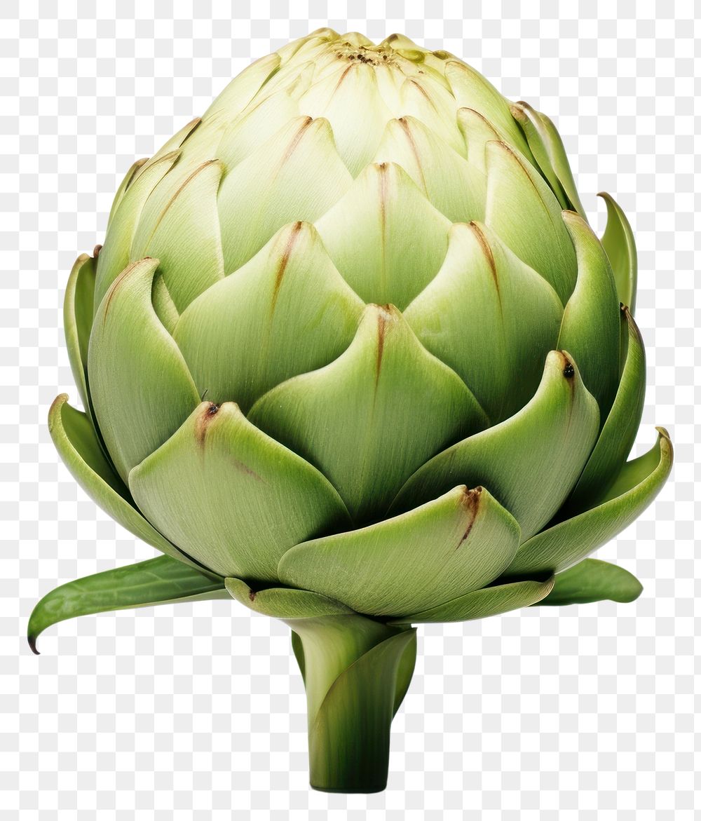 PNG  Artichoke vegetable plant food. AI generated Image by rawpixel.