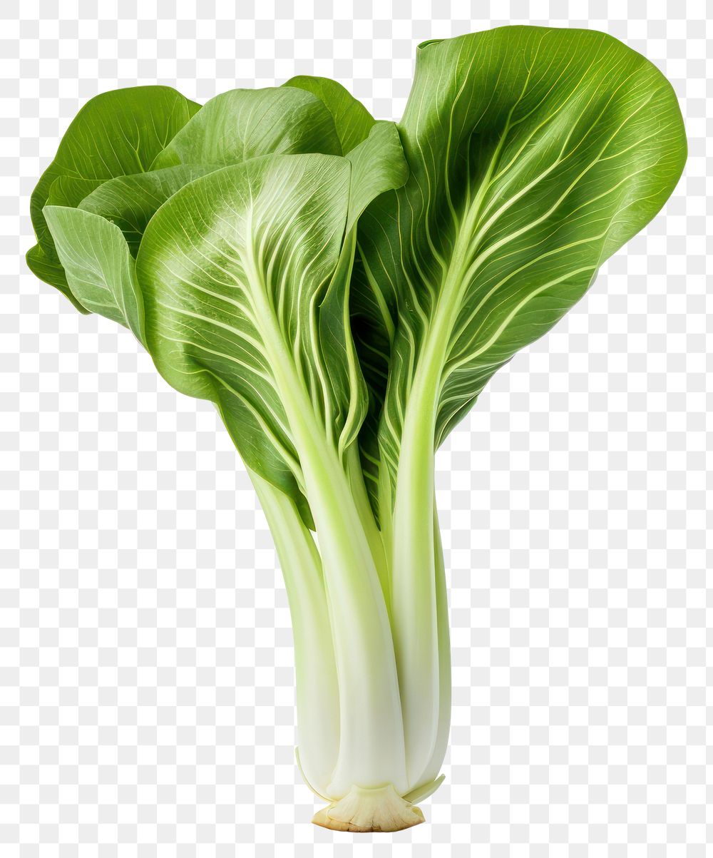 PNG  Bok choy vegetable plant food. AI generated Image by rawpixel.