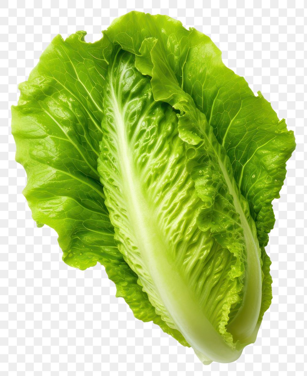 PNG  Lettuce vegetable plant food. AI generated Image by rawpixel.