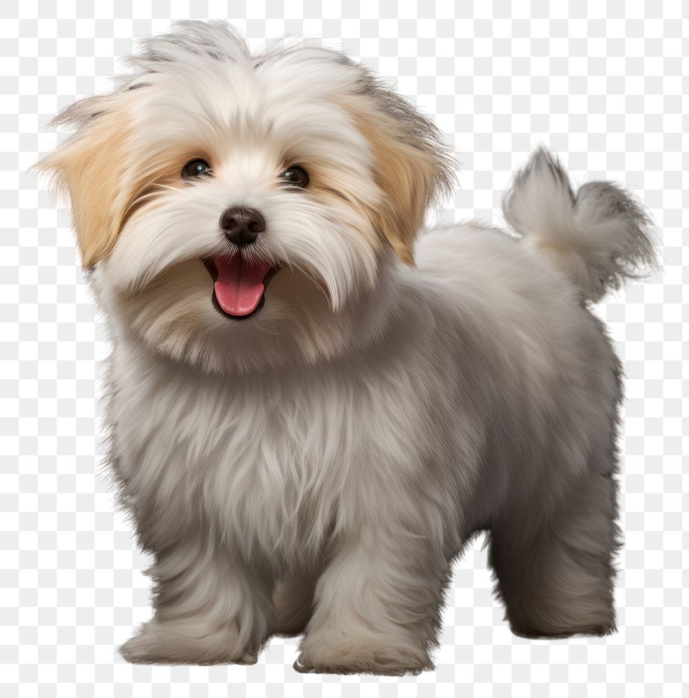 PNG Coton de tulear toy terrier mammal animal. AI generated Image by rawpixel.