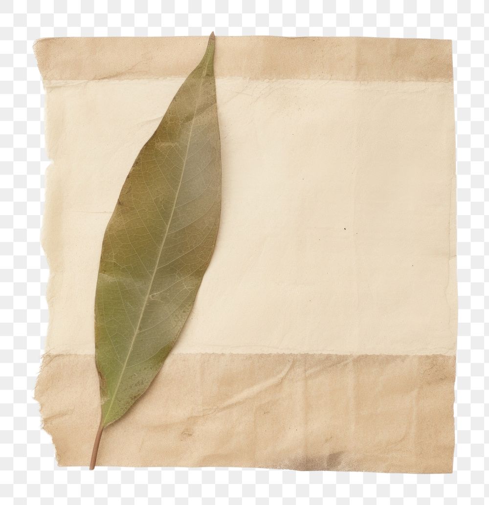 PNG Leaf plant white background crumpled. AI generated Image by rawpixel.