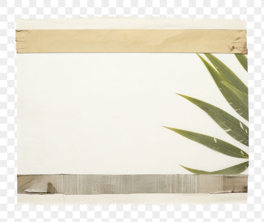 PNG Palm leaves plant white background rectangle. AI generated Image by rawpixel.