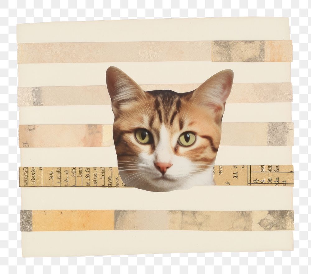 PNG Cat collage animal mammal. AI generated Image by rawpixel.