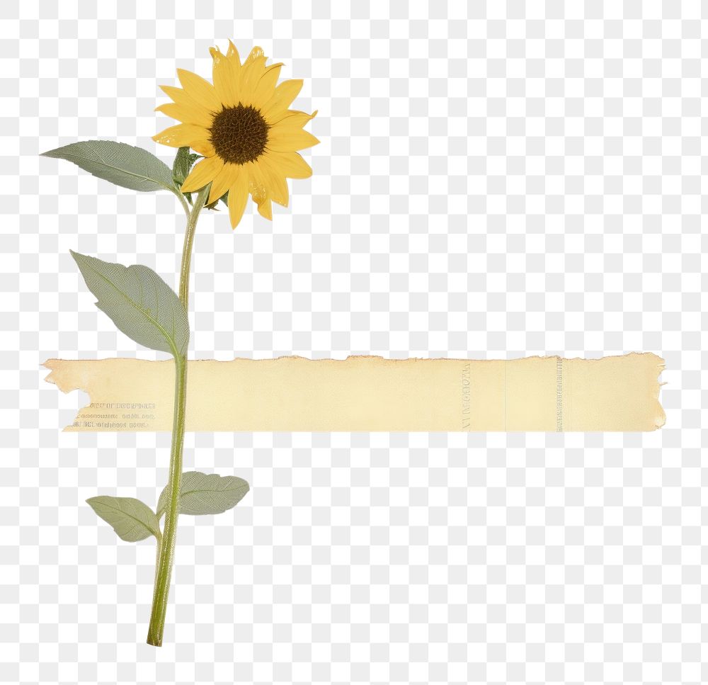 PNG Sunflower plant leaf white background. AI generated Image by rawpixel.
