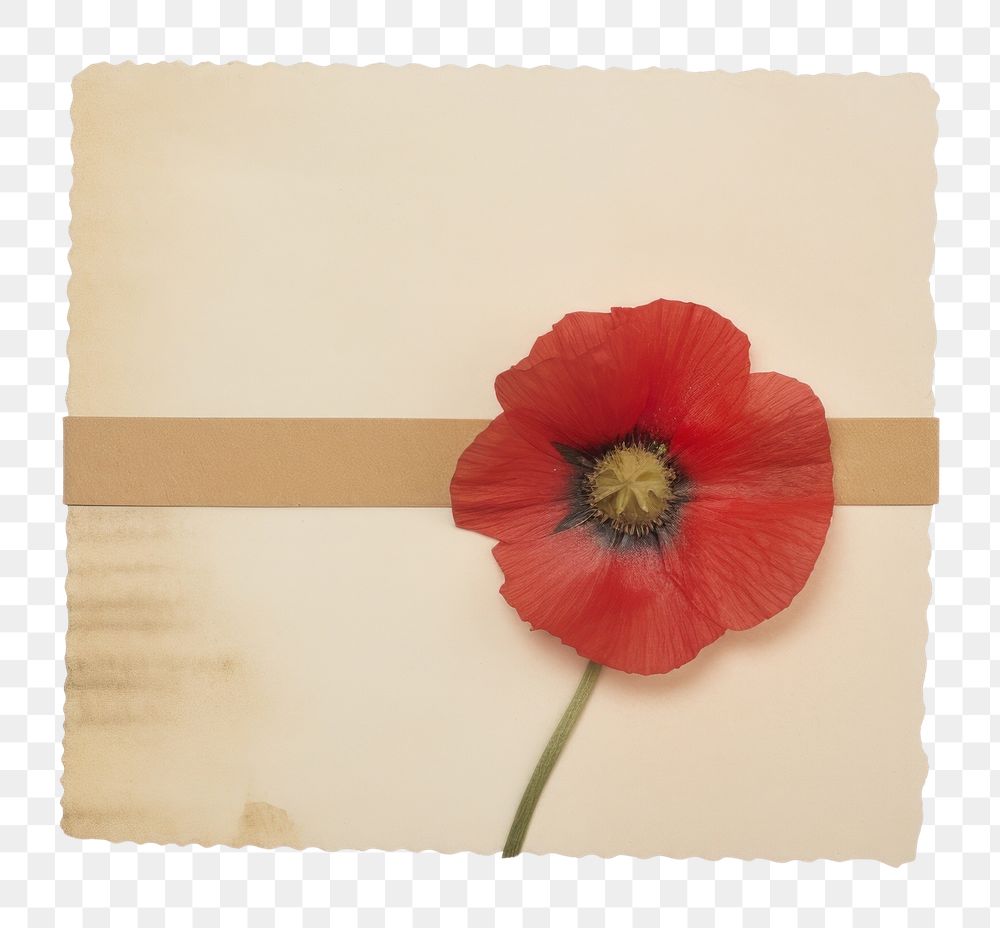 PNG Poppy flower petal plant. AI generated Image by rawpixel.