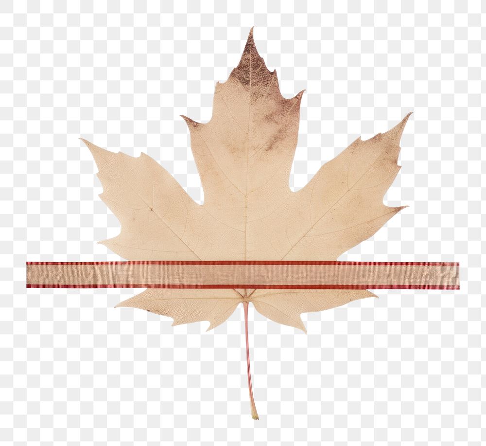 PNG Maple leaf with tape plant tree white background. AI generated Image by rawpixel.