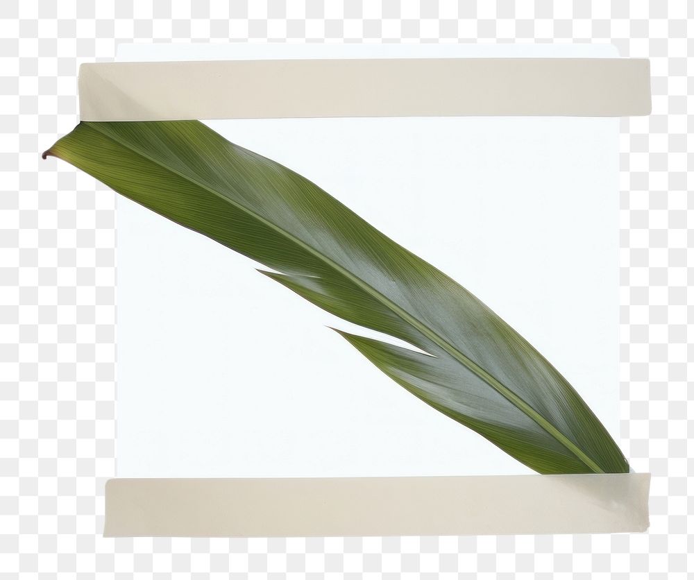 PNG Minimal adhesive tape is stuck on the Tropical leaves plant leaf white background. AI generated Image by rawpixel.