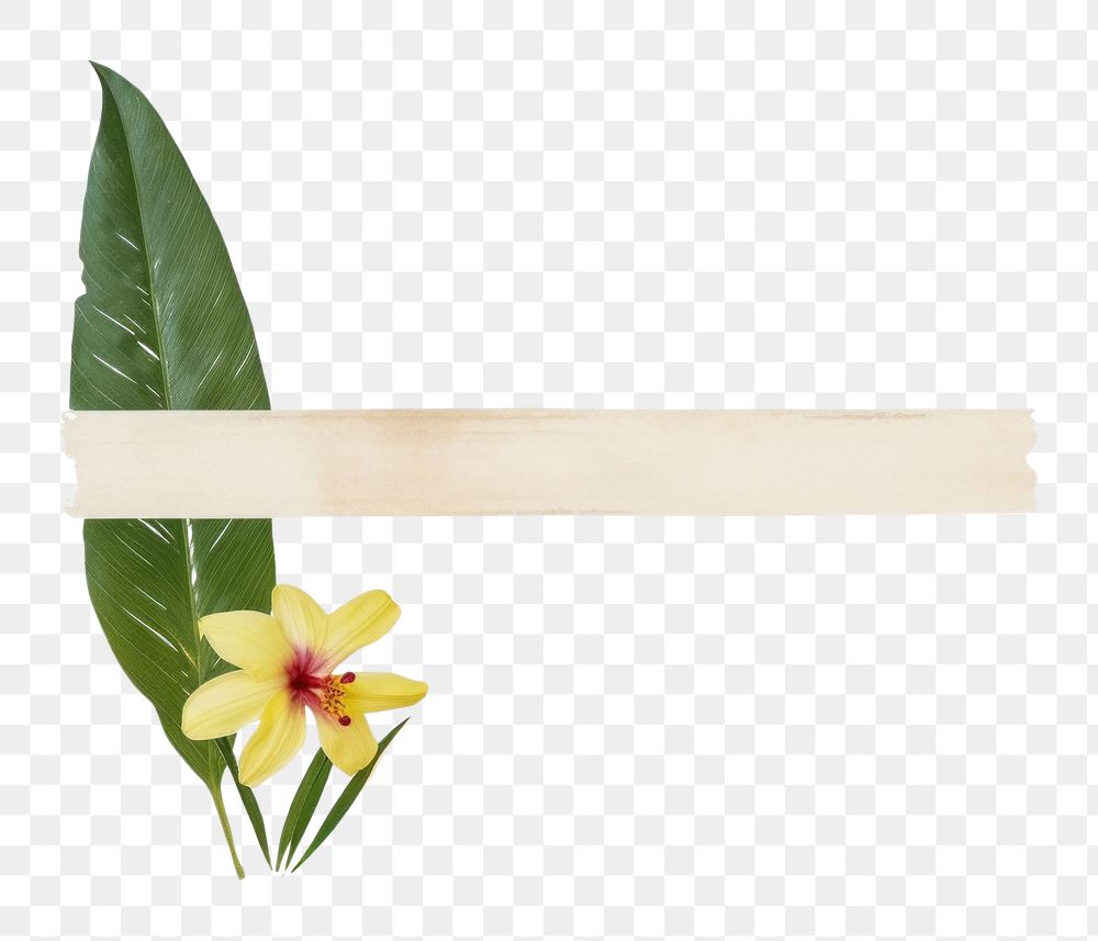 PNG Minimal adhesive tape is stuck on the tropical flowers plant petal leaf. AI generated Image by rawpixel.
