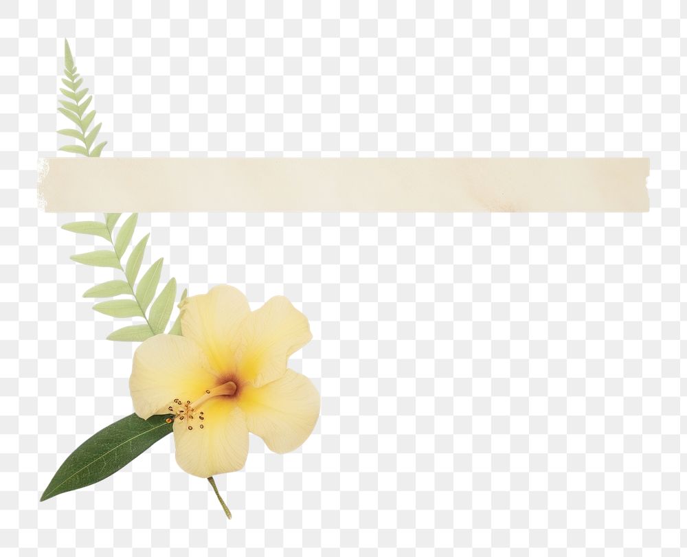 PNG Minimal adhesive tape is stuck on the tropical flowers plant petal white background. AI generated Image by rawpixel.
