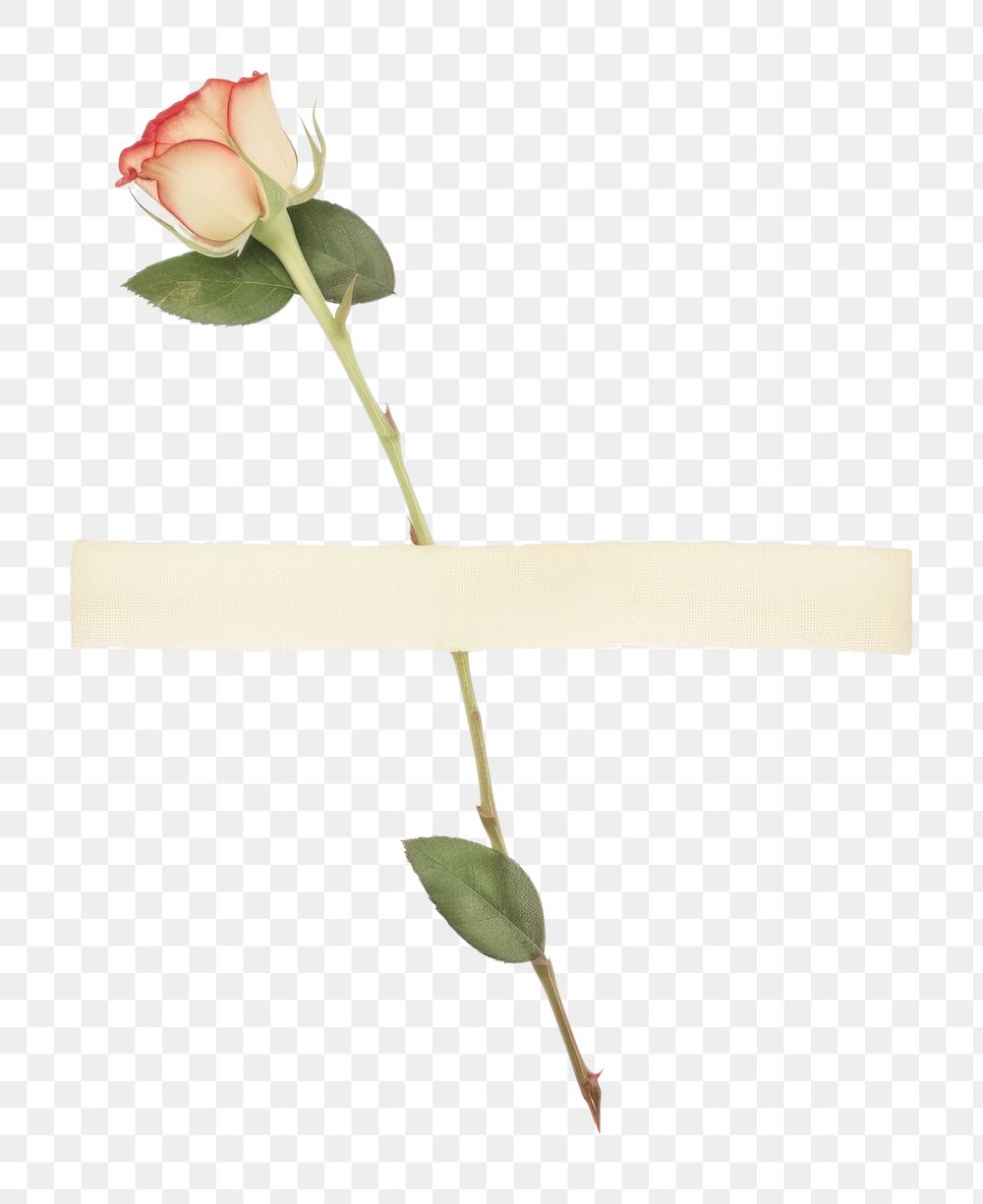 PNG Minimal adhesive tape is stuck on the rose flower plant leaf. AI generated Image by rawpixel.