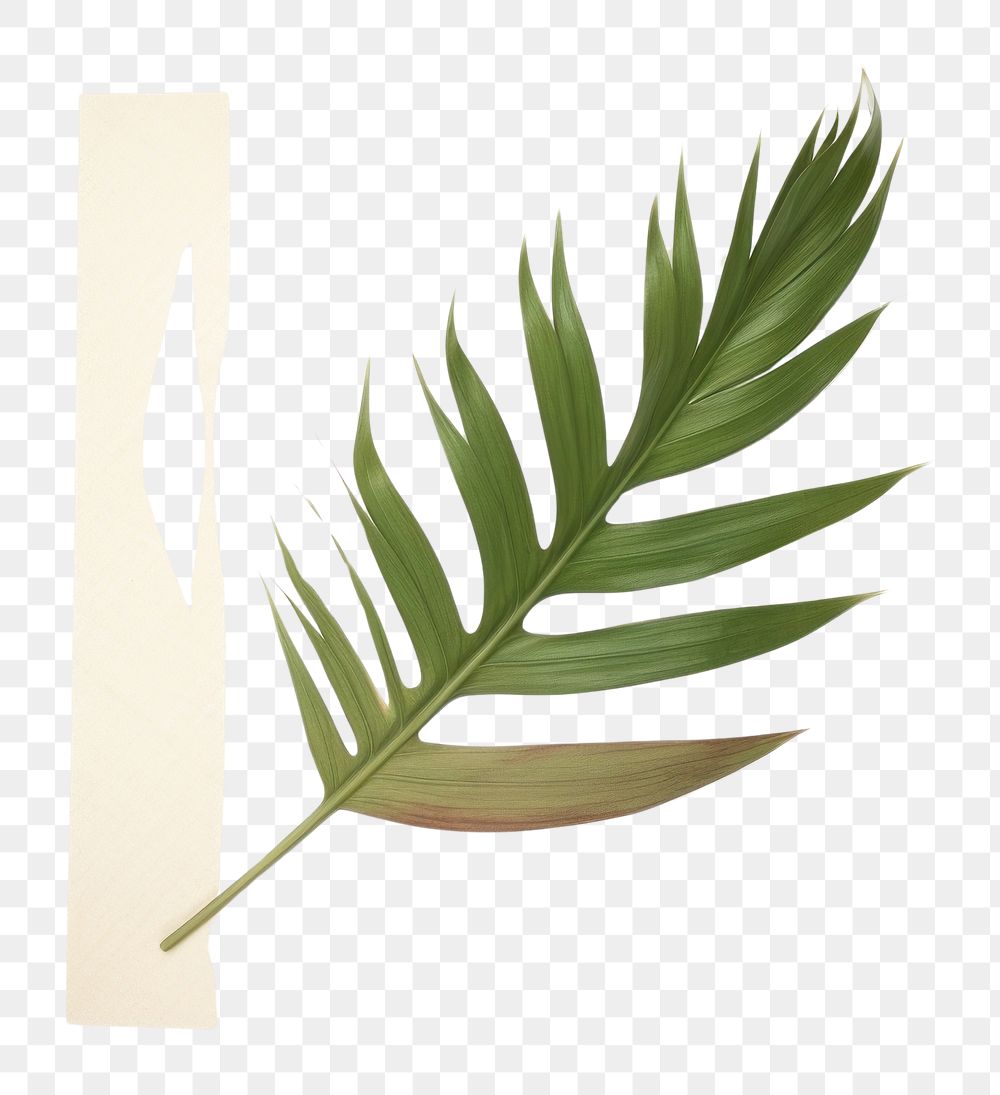 PNG Minimal adhesive tape is stuck on the Tropical leaves plant leaf art. AI generated Image by rawpixel.