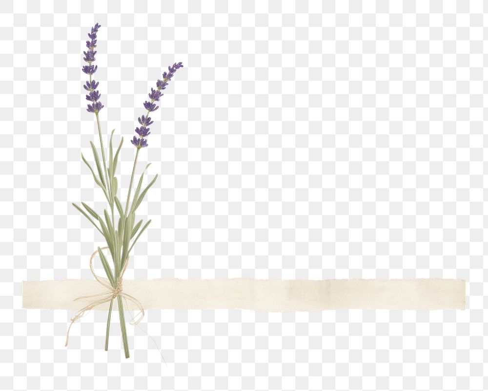 PNG Minimal lavender bouque flower plant white background. AI generated Image by rawpixel.