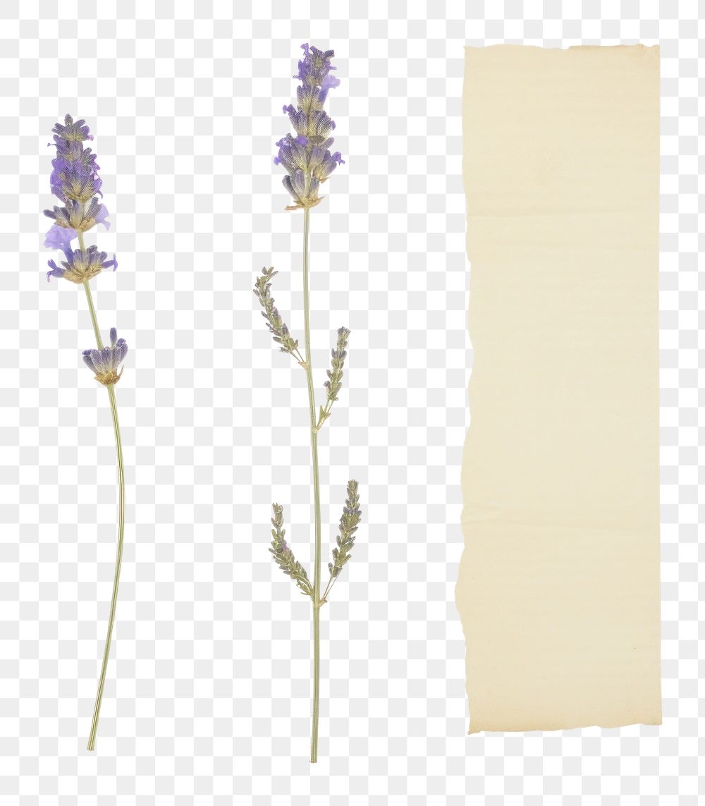 PNG Lavender bouque flower plant white background. AI generated Image by rawpixel.