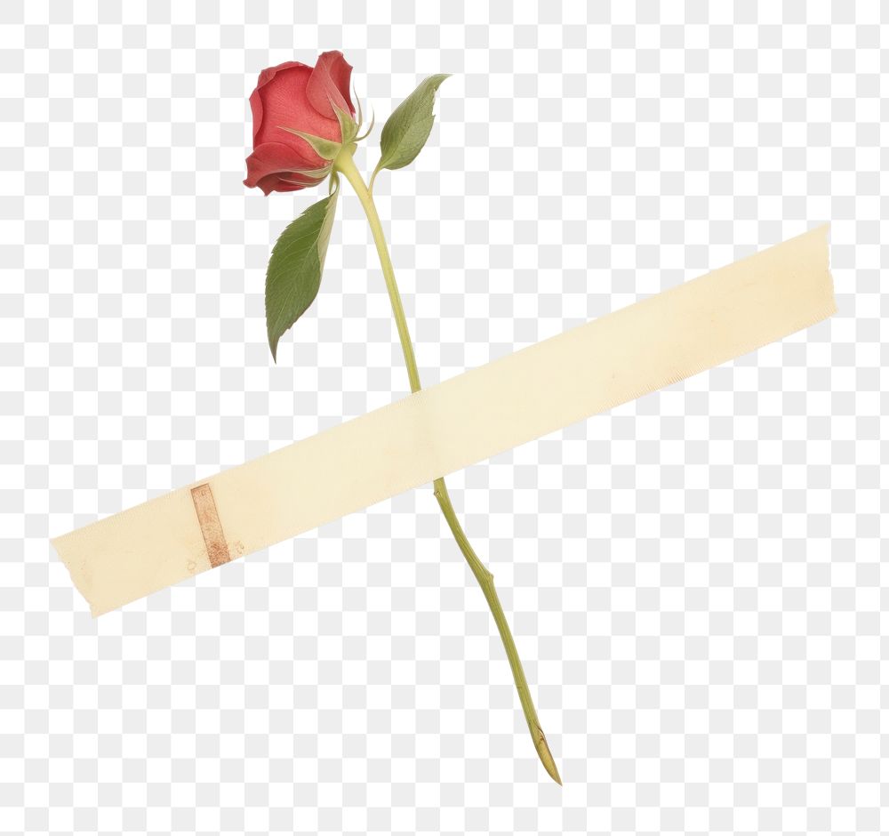 PNG Minimal rose with tape flower petal plant. AI generated Image by rawpixel.