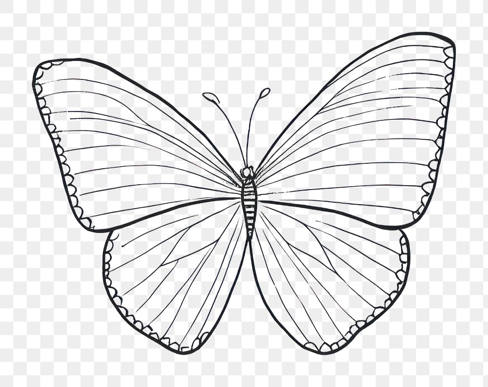 PNG Butterfly drawing sketch white. AI generated Image by rawpixel.
