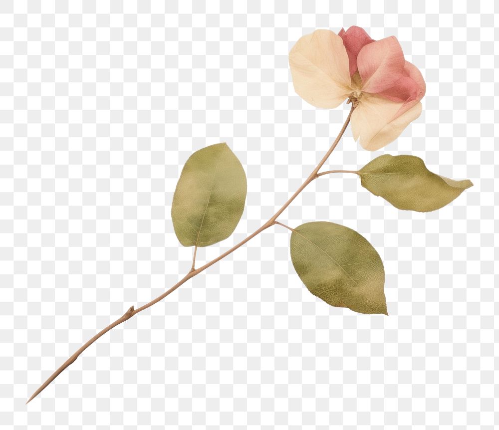 PNG Leaf bougainvillea plant with tape flower petal rose. AI generated Image by rawpixel.